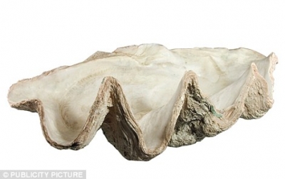 Giant clams produce shop pearls